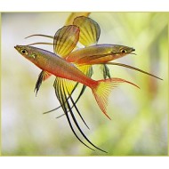 Iriatherina werneri Maat M - Regenboogzalm Iriatherina werneri Maat M - Regenboogzalm